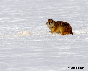 Wyoming-GRound-squirrel-CR-7-Rio-Blanco-23marc2019