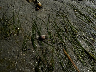 Zostera noltei Hornem., 1832