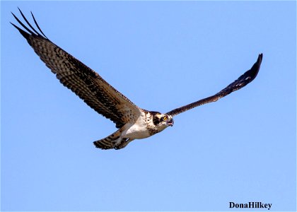 Osprey photo