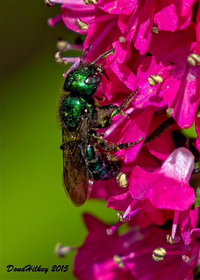 Tribe Osmiini a member of Mason, Leafcutter, Carder, and Resin Bees Family Megachilidae