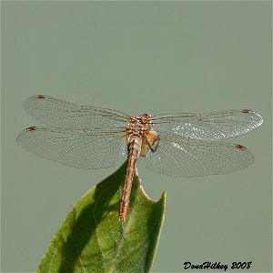 Striped Meadowhawk photo