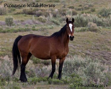 Piceance Wild Horses