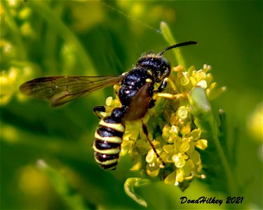 Typical Weevil Wasps an Allies