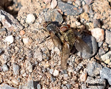 unid flies