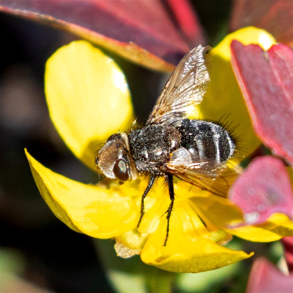 Cutworm Fly