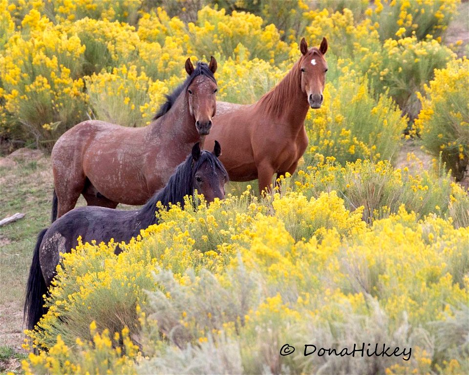 Piceance Wild Horses