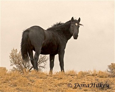 Piceance Wild Horses