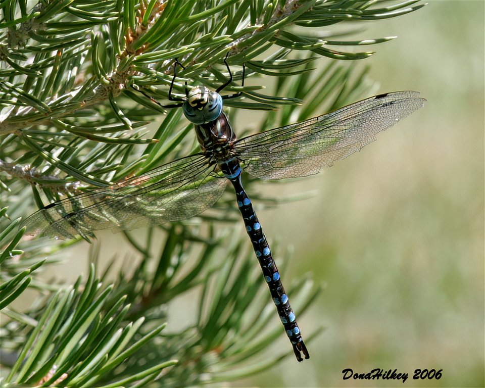 Paddle-tailed Darner