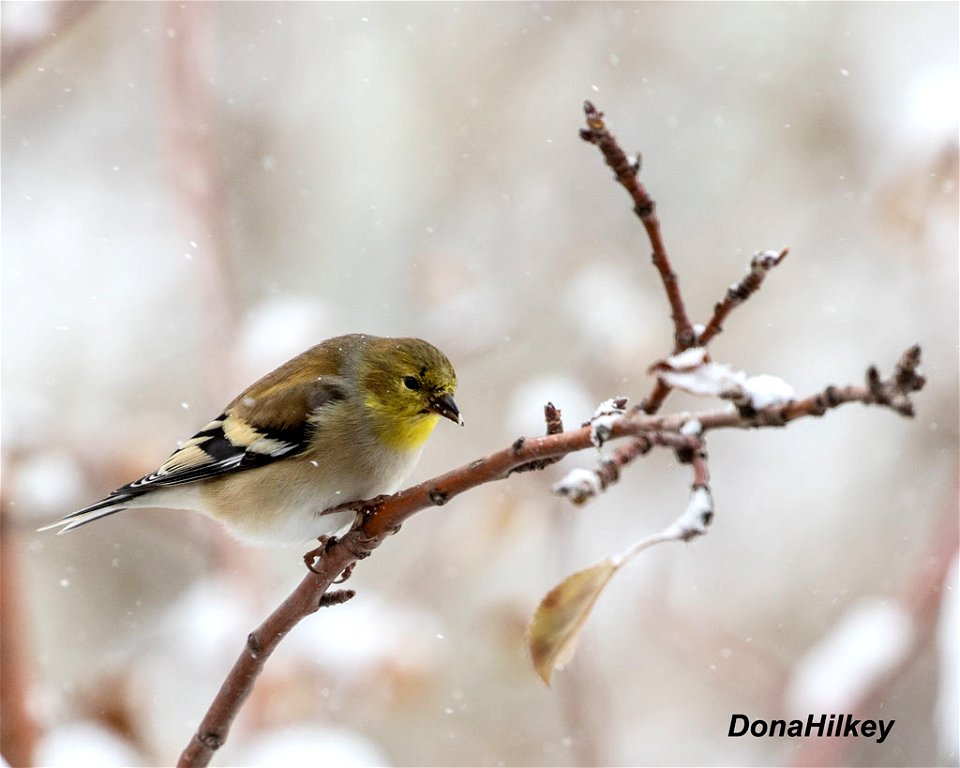 American Goldfinch