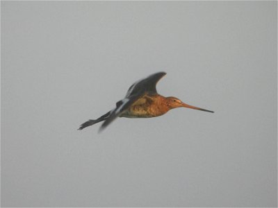Grutto