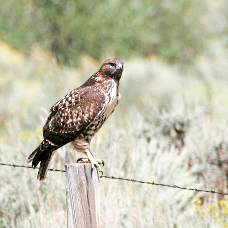 Red-tailed Hawk
