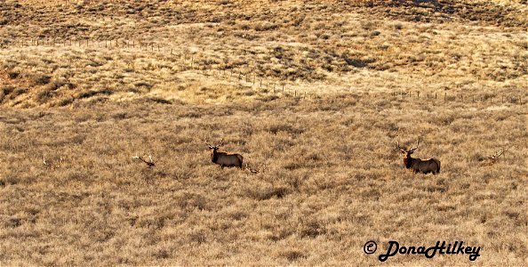 Bull Elk photo