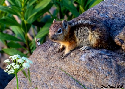 Golden Mantled Squirrel