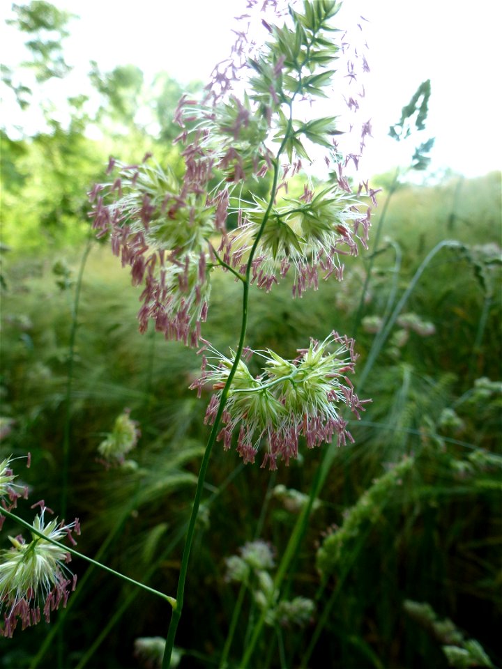 Dactylis glomerata subsp. glomerata L., 1753