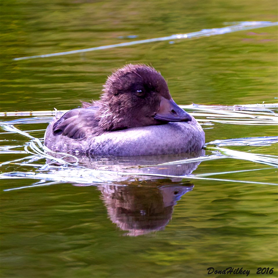 Barrow's Goldeneye immature
