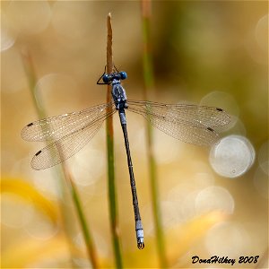 Northern  Spreadwing