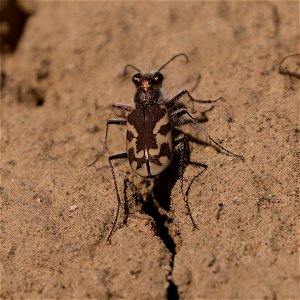 Oblique-lined Tiger Beetle