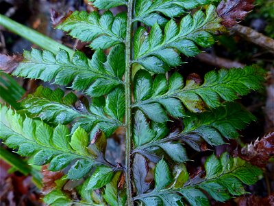 Polystichum aculeatum (L.) Roth, 1799