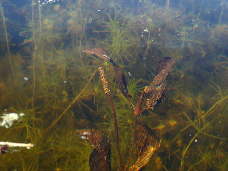 Potamogeton coloratus Hornem., 1813