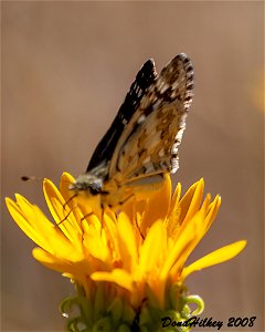 Common Checkered-Skipper