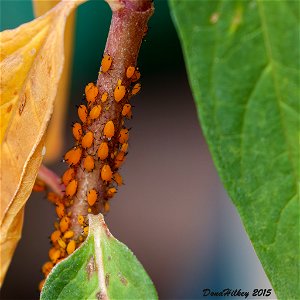 Oleander Aphid