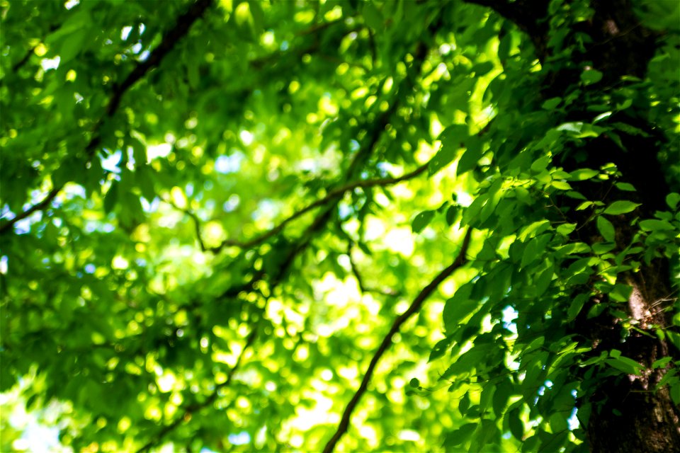 Forest