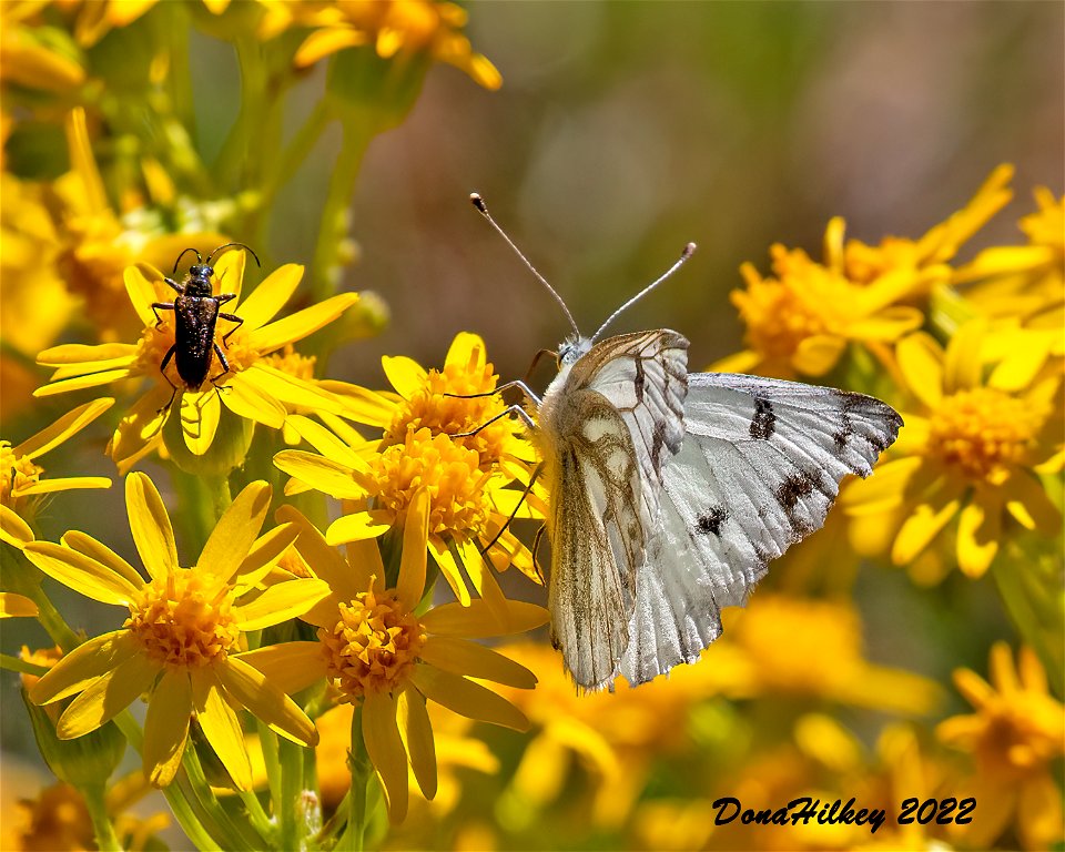 Western White and a Flower Longhorn Beetle on Lobeleaf Groundsel