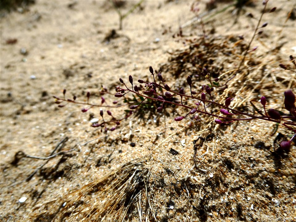 Hornungia procumbens (L.) Hayek, 1925