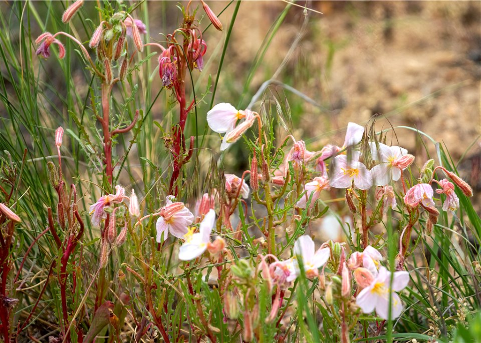 Evening Primrose (Oenothera sp. maybe pallida)