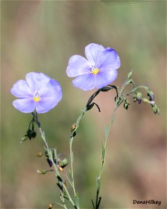 Meadow-Flax-17june2021-home