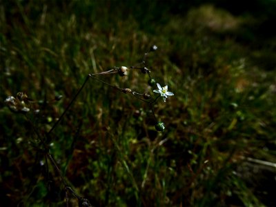 Spergula morisonii Boreau, 1847