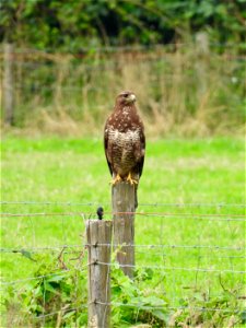 Buizerd