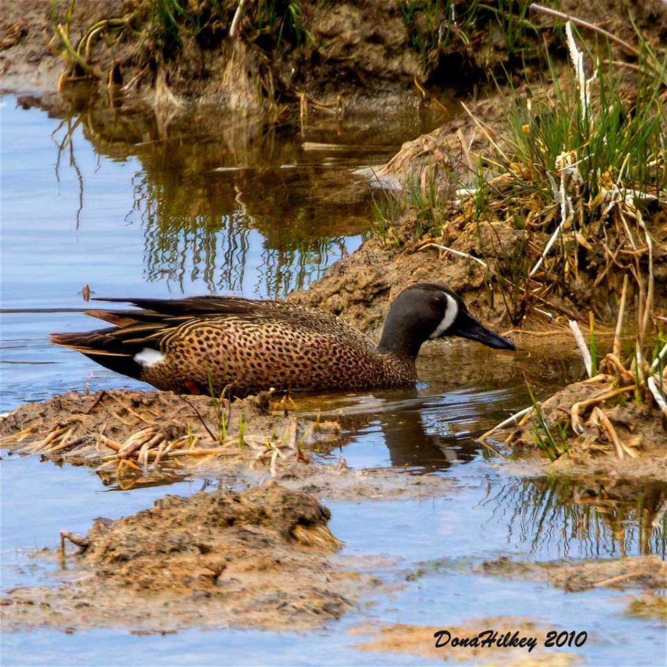 Blue-winged Teal