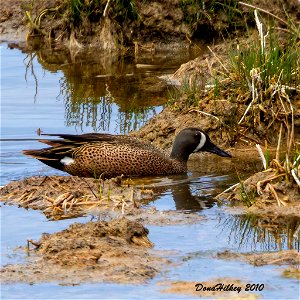 Blue-winged Teal