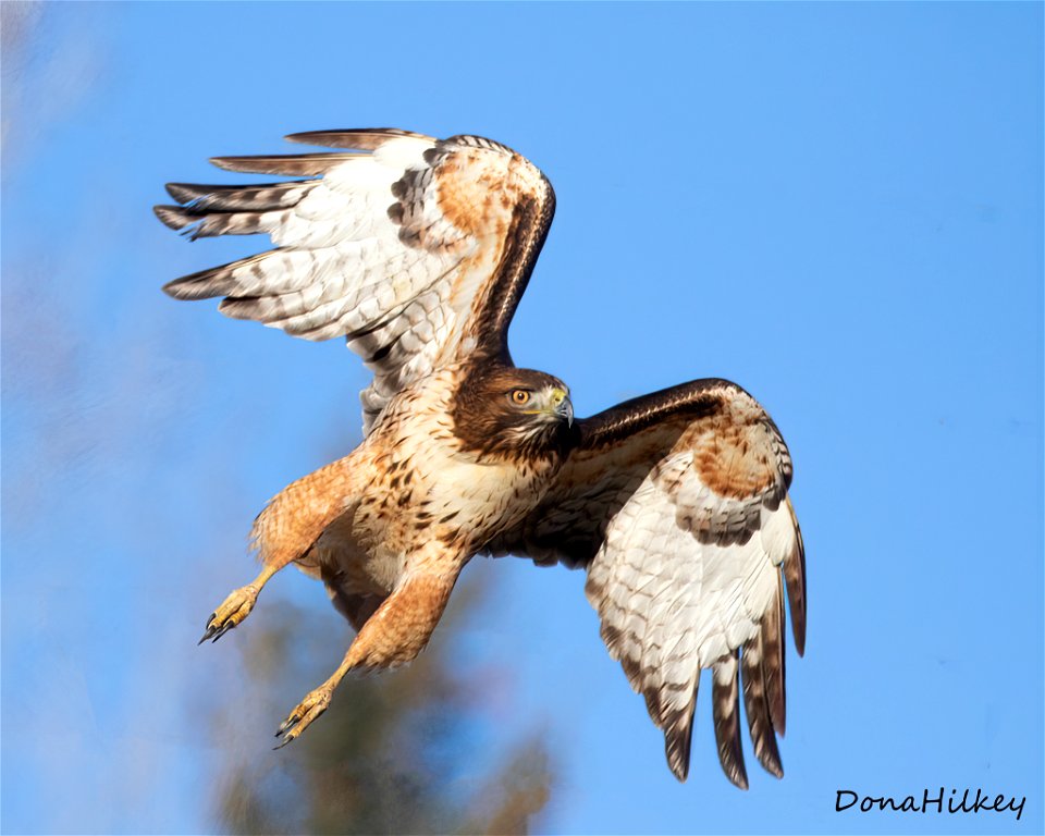 Red-tailed Hawk