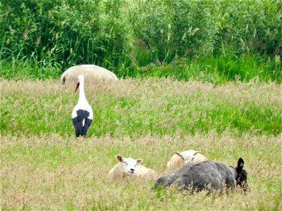 Ooievaar tussen de schapen
