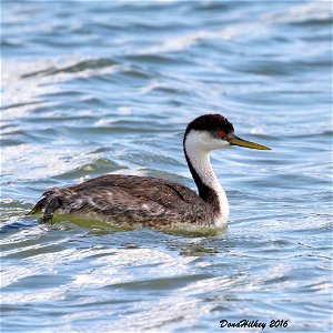 Western Grebe
