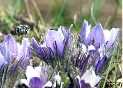 Digger-Bee-Anthrophora--29april2020-CR-12-&-CR-8-inat