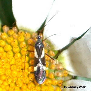 Obscure Plant Bug