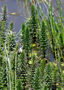 Common Mare's Tail
