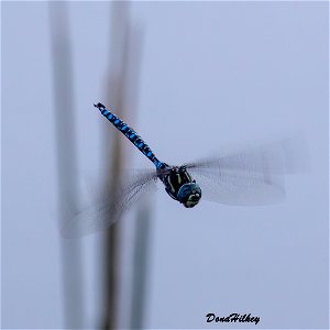 Paddle-tailed Darner