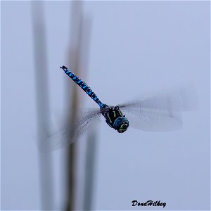 Paddle-tailed Darner photo