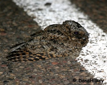 Poorwill-25sept2005-CR8