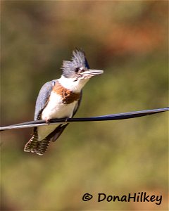 Belted Kingfisher photo