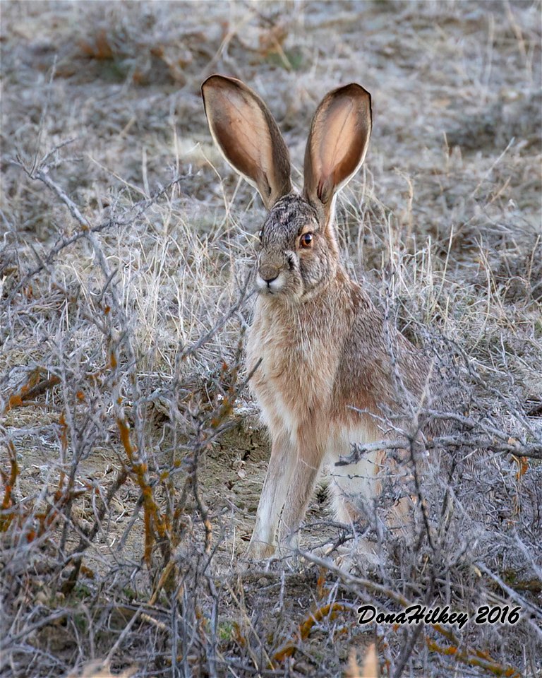 Black-tailed Jackrabbit