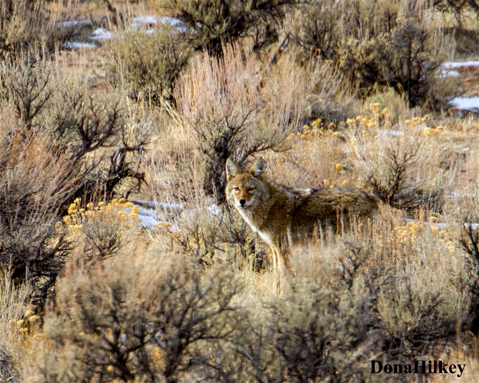 Coyote-10dec2020-Hwy-318-3-