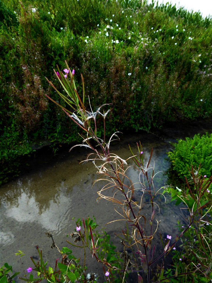 Epilobium parviflorum Schreb., 1771