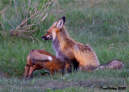 Red Foxes