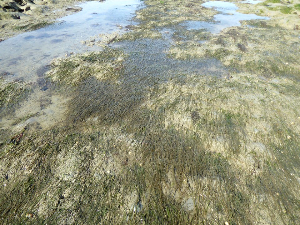 Zostera noltei Hornem., 1832
