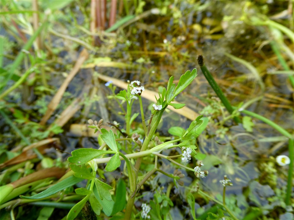 Helosciadium inundatum (L.) W.D.J.Koch, 1824